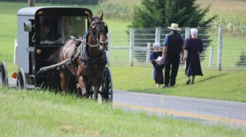 amish-buggy-rides