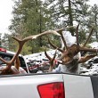 Elk hunters elk_hunting