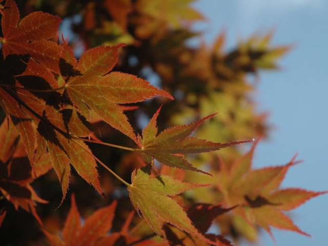 Generally, bold autumn leaves are seen in the north and in mountain regions during late September and early October and farther south and in lower elevations during October and November. 