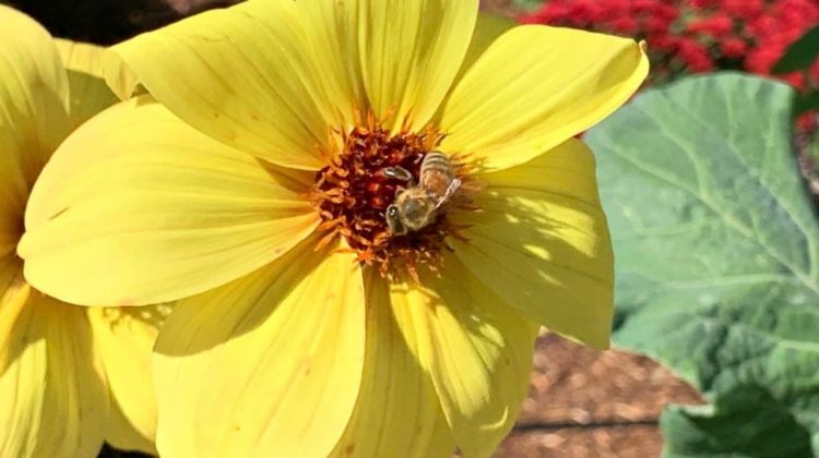 A bee lands on a flower at the North Carolina Arboretum.