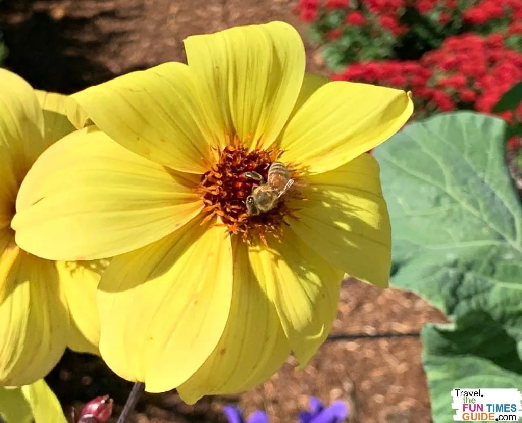 A bee lands on a flower at the North Carolina Arboretum.
