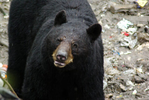 black-bear-photo