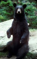 black-bear-public-domain.jpg