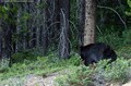 black-bear-retreating-into-woods.jpg