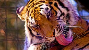 brandywine-zoo-tiger