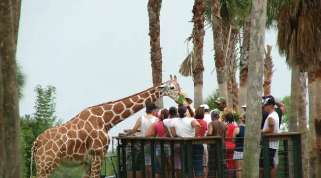 Guests at Busch Gardens Tampa can enjoy the Serengeti Safari that's seen here.