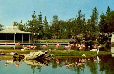 California Theme Parks Busch Gardens Los Angeles