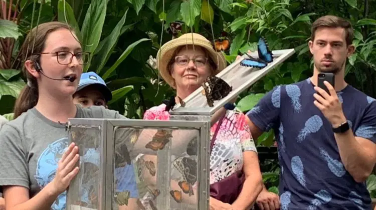 Releasing Butterflies into the Butterfly Rainforest