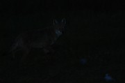 canadian-coyote-at-night.jpg