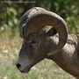 closeup-of-bighorn-sheep.jpg