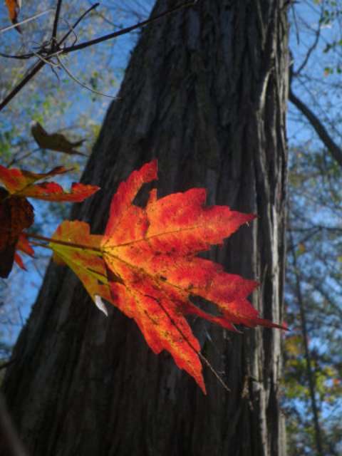 Autumn in Florida can be quite colorful! See which trees in Florida have the best fall foliage colors. 