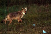 coyote-in-canada-lightened.jpg
