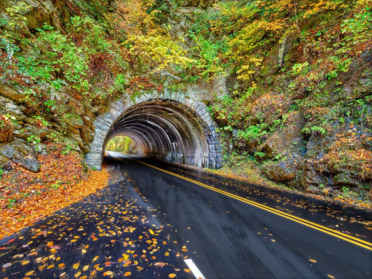 East Tennessee has some of the most vibrant fall foliage in the COUNTRY! Find out WHEN and WHERE to see the best fall colors in East Tennessee. We also help you identify East Tennessee trees -- and which ones turn which colors. 