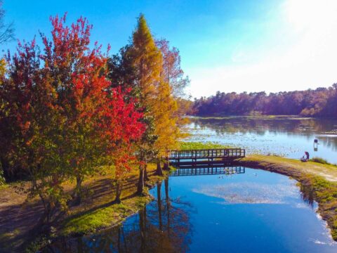 Fall Foliage In Florida? Yes, We Have It! (What Autumn In Florida Looks Like + Where The Florida Foliage Is Most Colorful)