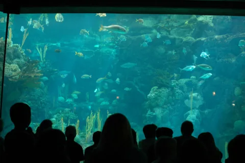 The Florida Aquarium is one of the best attractions in florida