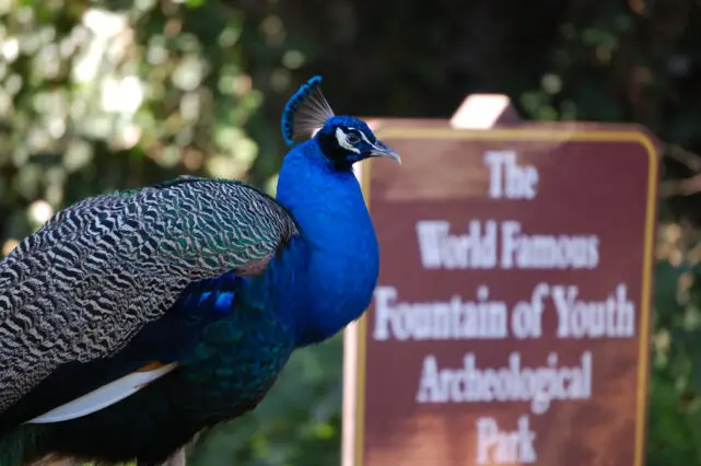 One of the many beautiful peacocks at the Fountain of Youth park.