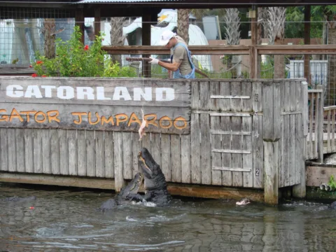 Gatorland is one of the more affordable central florida attractions