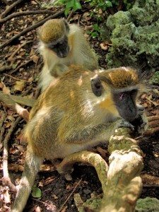 green-monkey-barbados