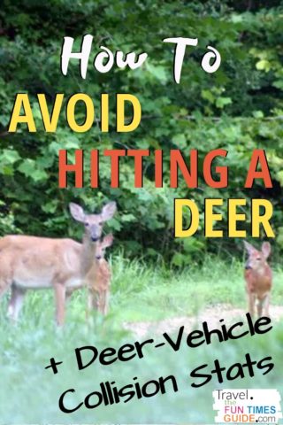 How to avoid hitting a deer with your car