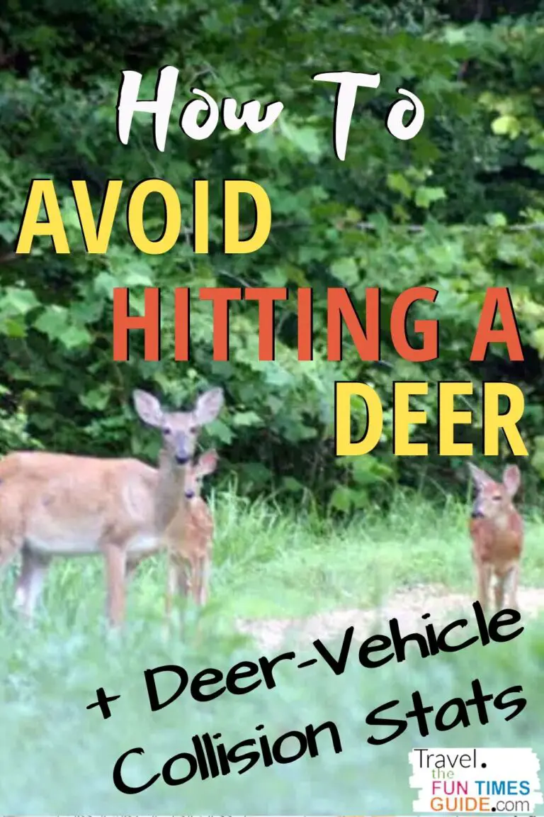 Wondering How To Avoid Hitting A Deer With Your Car? Follow These ...