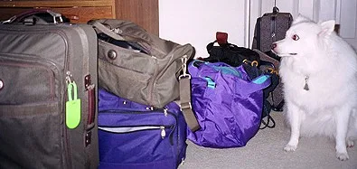 loads-of-luggage-jpg.webp