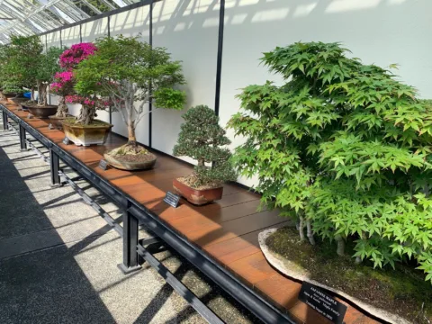Longwood Gardens has an amazing collection of Bonsai trees!