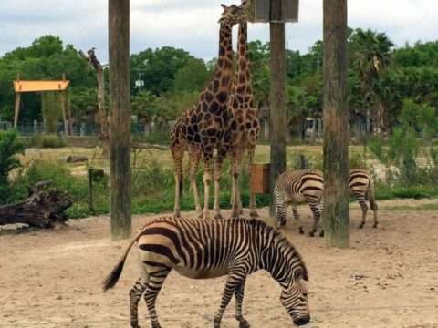 Lowry Park Zoo is one of two zoos on our list of the best cheap florida attractions