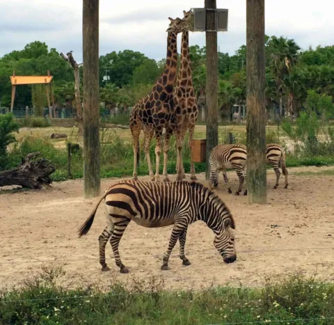 Lowry Park Zoo is one of two zoos on our list of the best cheap florida attractions