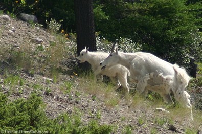 mother-and-baby-mountain-goats.jpg