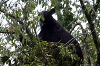 mother-black-bear-in-a-tree.jpg