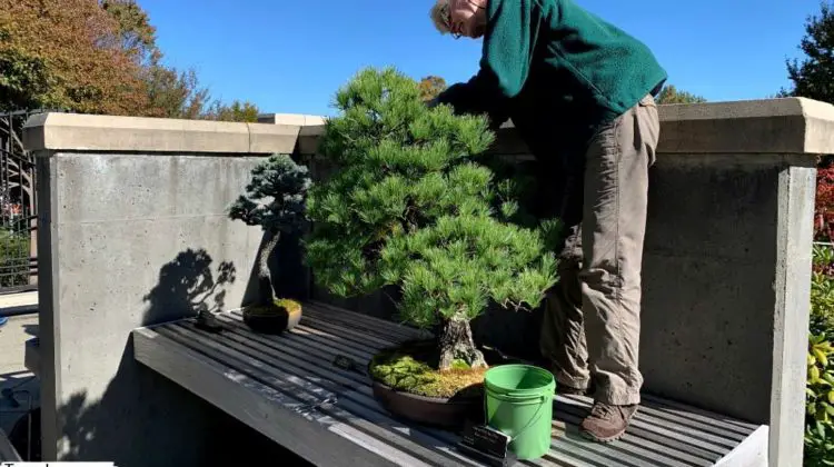 A gardener at the North Carolina Arboretum tending to a bonsai tree.