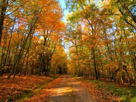 northeast-us-fall-colors Brilliant colors in the northeast United States.