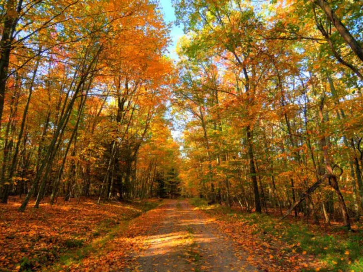 Brilliant colors in the northeast United States. 