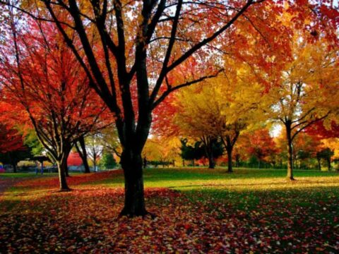 northwest-fall-colors