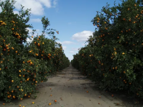 orange groves in florida are plentiful - they've become popular tourist attractions in florida