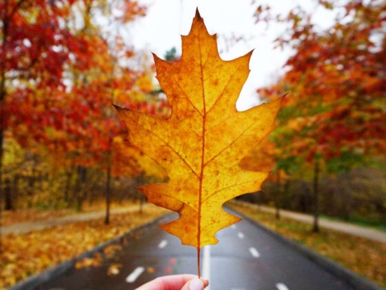Tennessee Tree Color Change When Do Leaves Change Color In TN? (East / Middle / West) | Travel ...