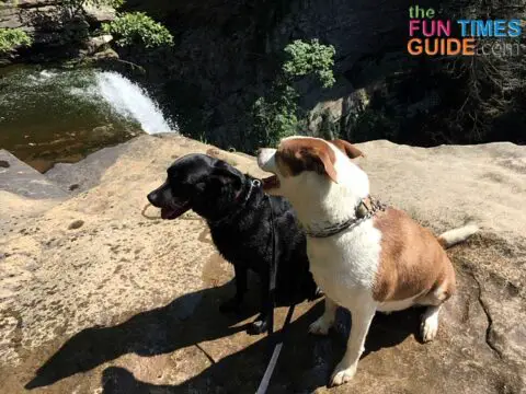 My dogs enjoying the view at the top of Ozone Falls.