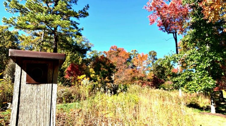 A birdhouse in a meadow at the North Carolina Arboretum.