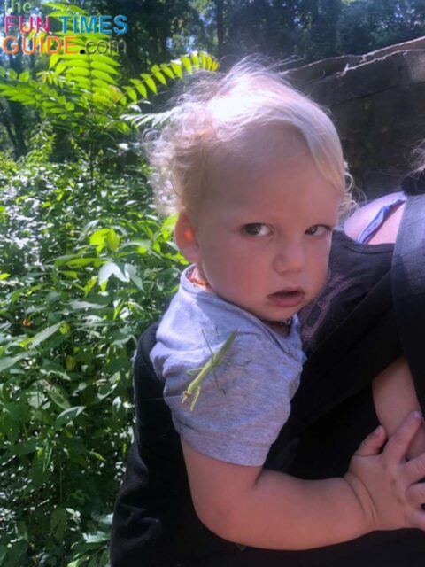 praying-mantis-on-shoulder A praying mantis landed on my son’s shoulder -- a sign of good luck!