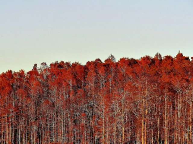 Yes, Florida Fall pictures can be just as spectacular as Autumn pictures in other states. I love this picture of the beautiful red fall colors in Florida. 