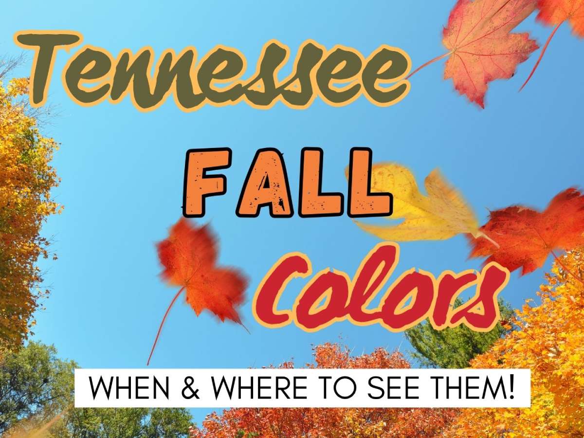 If you're wondering when do the leaves change color in Tennessee... START HERE. Our Tennessee Fall Foliage Guide tells you WHERE and WHEN colors begin to change (and stop changing) in East Tennessee, Middle Tennessee, and West Tennessee.