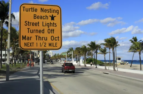 90% of sea turtle nesting in the U.S. occurs in Florida from March through October each year. That's when wild Florida sea turtles weighing hundreds of pounds come out of the ocean and onto the sand to lay their eggs.