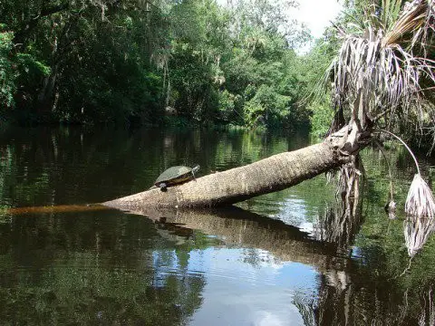 Going to the Hillsborough state park is one of my favorite things to do in Tampa