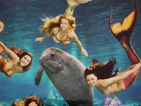 Weeki Wachee Springs - one of the most popular things to do in central florida