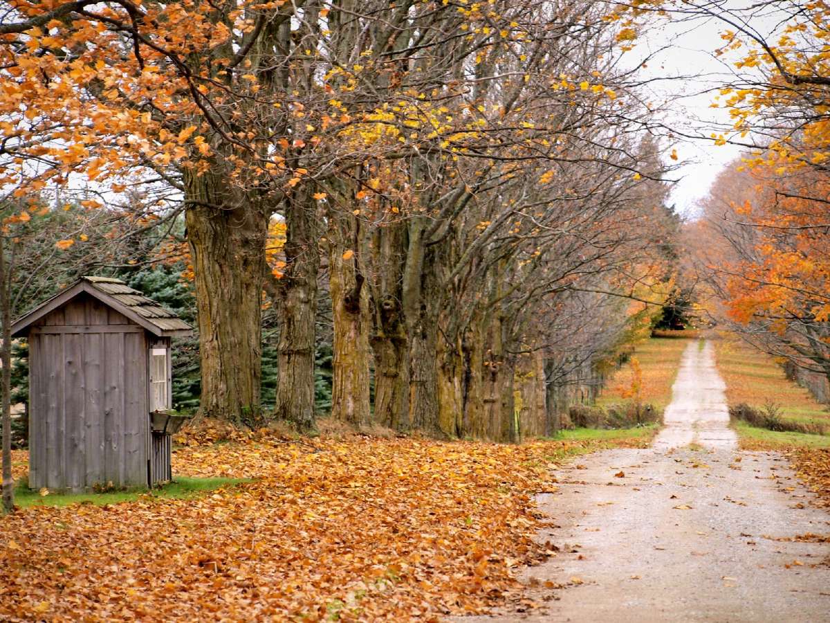 West Tennessee's fall colors aren't as vibrant as East and Middle Tennessee's... but the muted colors associated with pumpkin spice are quite common! Find out WHEN and WHERE to see the best fall colors in West Tennessee. We also help you identify West Tennessee trees -- and which ones turn which colors. 