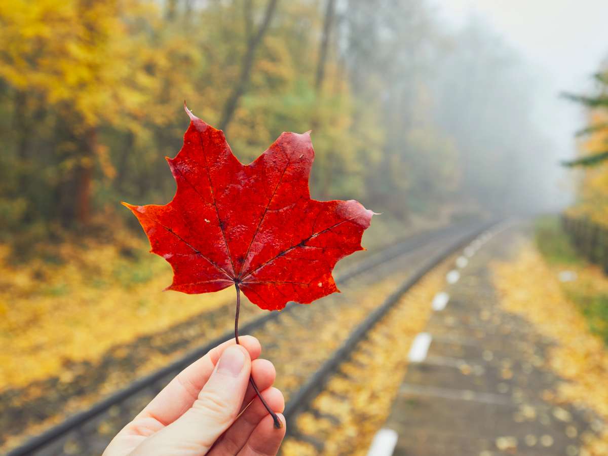 Anthocyanin is the pigment in tree leaves that's responsible for the vibrant RED colors. See which Tennessee trees have leaves that are most likely to turn RED in the fall.