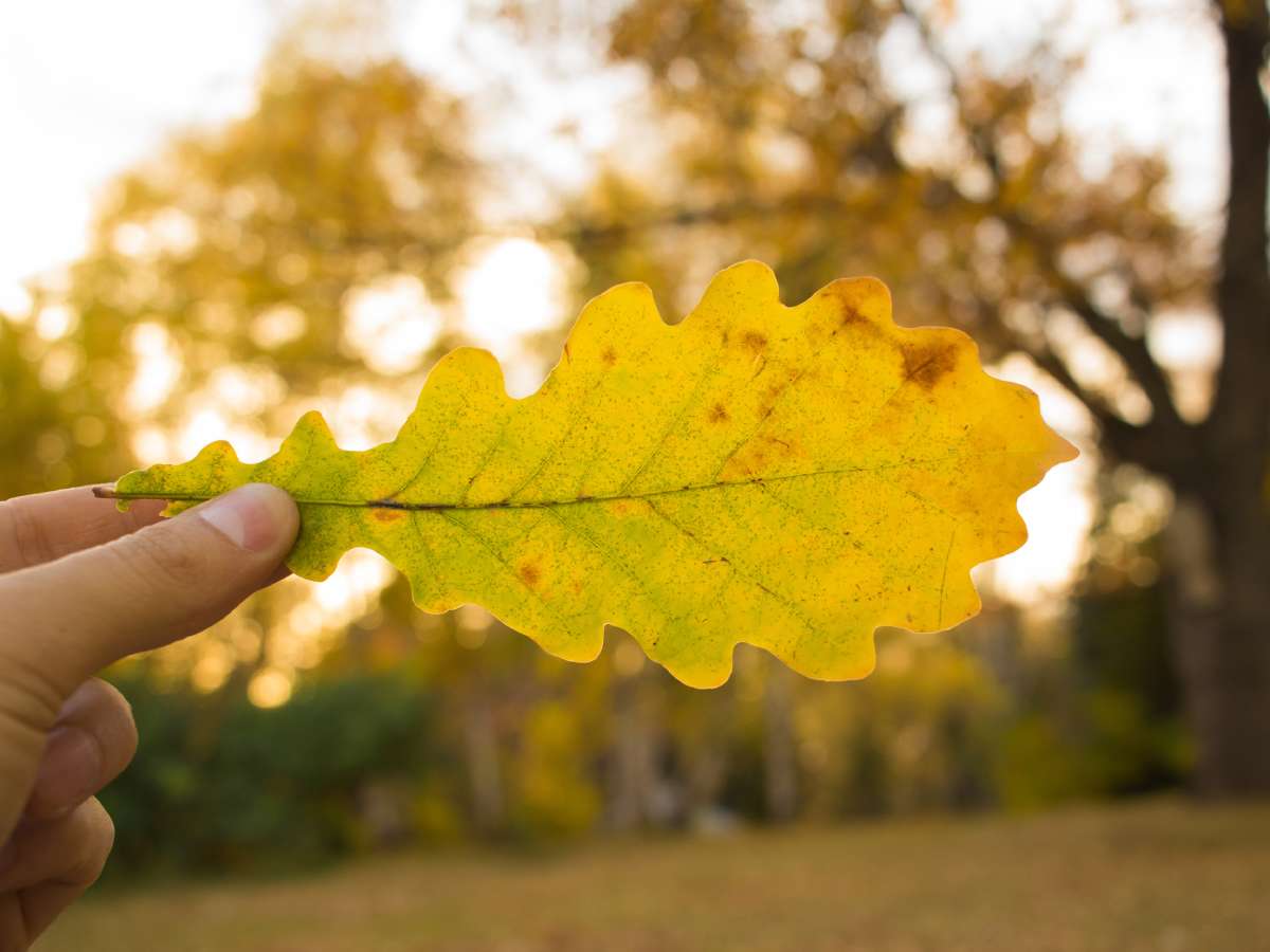 A type of carotenoid compound in leaves called xanthophyll is what gives the leaves their bright YELLOW color. See which Tennessee trees have leaves that are most likely to turn YELLOW in the fall. 