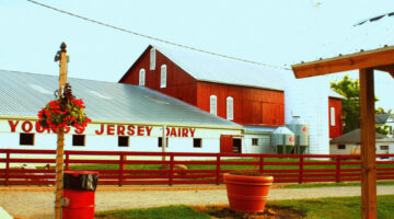 Youngs Jersey Dairy is one of the many popular things to do in Yellow Springs, Ohio